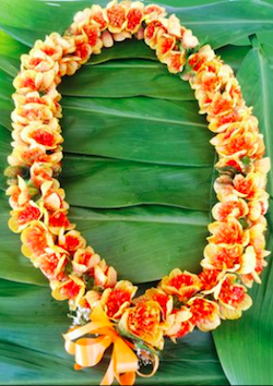 Screen Shot 2018-08-17 at 12.11.57 PM.png