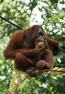 220px-Orang_Utan,_Semenggok_Forest_Reserve,_Sarawak,_Borneo,_Malaysia.jpg