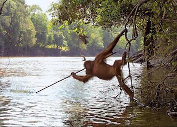 Orangutan-Fishing.jpg