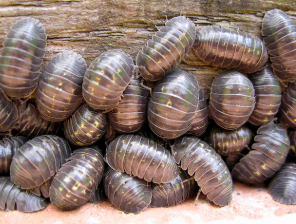 Screen Shot 2018-09-01 at 1.28.43 PM.png