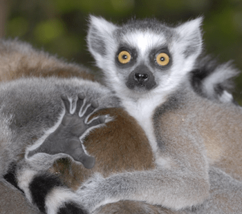 Screen Shot 2018-09-15 at 2.07.14 PM.png