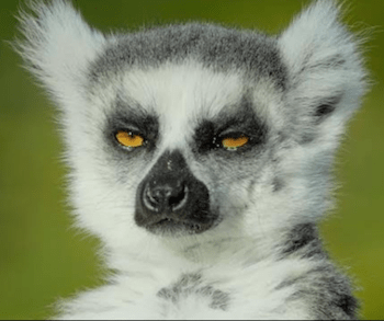 Screen Shot 2018-09-15 at 2.07.45 PM.png