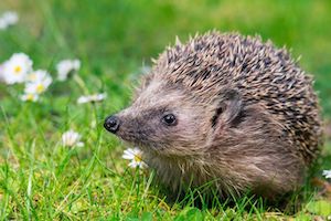 Hedgehog-Flowers-Meadow-Field.jpg.653x0_q80_crop-smart.jpg