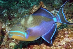 queen-triggerfish-balistes-vetula-1.jpg