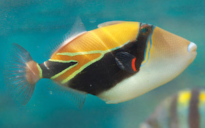 reef-triggerfish_620.jpg